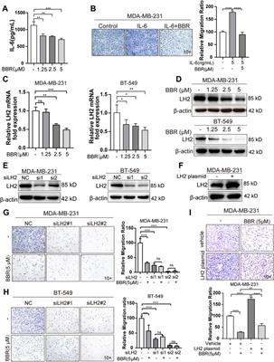 Berberine Attenuates Cell Motility via Inhibiting Inflammation-Mediated Lysyl Hydroxylase-2 and Glycolysis